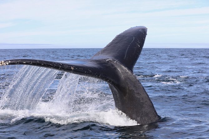Private 2hr Supreme Whale/Dolphin Watching Tour, Newport Beach CA - What the private format changes