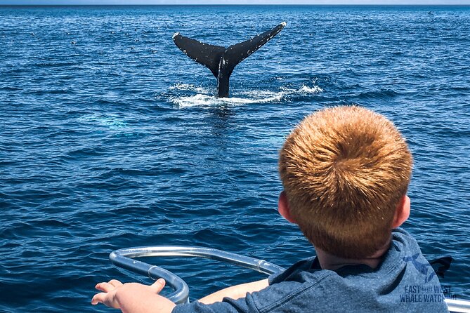 Private 2hr Supreme Whale/Dolphin Watching Tour, Newport Beach CA - Families, couples, and first-time wildlife watchers