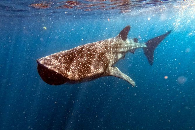 Private and Shared Whale Shark Tour from Tulum - Why swimming beside a whale shark feels different