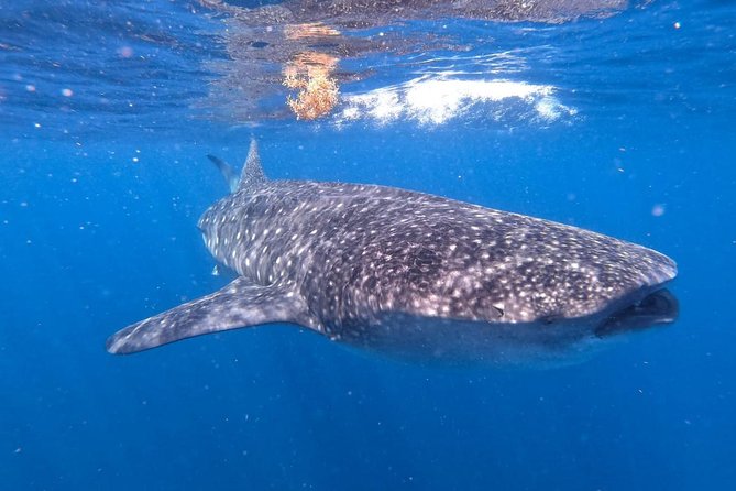 Private and Shared Whale Shark Tour from Tulum - The swim: short, supervised, and genuinely wild
