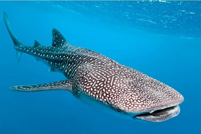 Private and Shared Whale Shark Tour from Tulum - Leaving Tulum before sunrise for Cancun