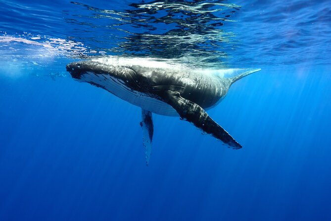Private boat tour to swim with whales and sharks - Key points to know before you book