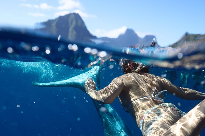 Private boat tour to swim with whales and sharks - What the four-hour Moorea whale tour is really about