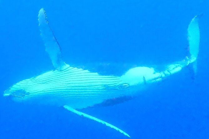 Private boat tour to swim with whales and sharks - When you can enter the water