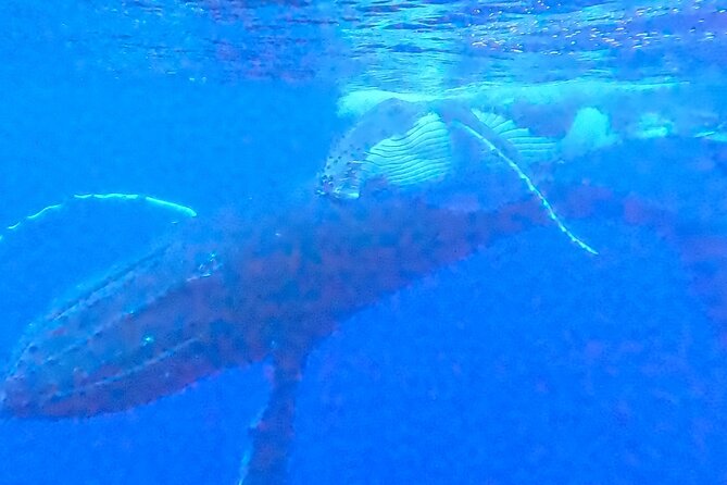 Private boat tour to swim with whales and sharks - Why the guides and safety rules matter