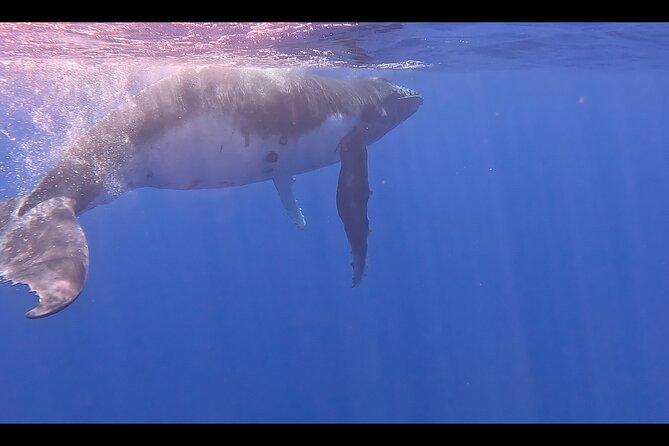 Private boat tour to swim with whales and sharks - Judging the $959.57 group price