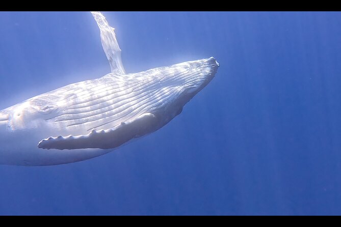 Private boat tour to swim with whales and sharks - Searching for humpback whales around Moorea