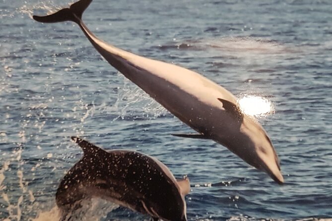 private charter 3 Hours Whale Encounter puerto colon adeje - Key points before you book