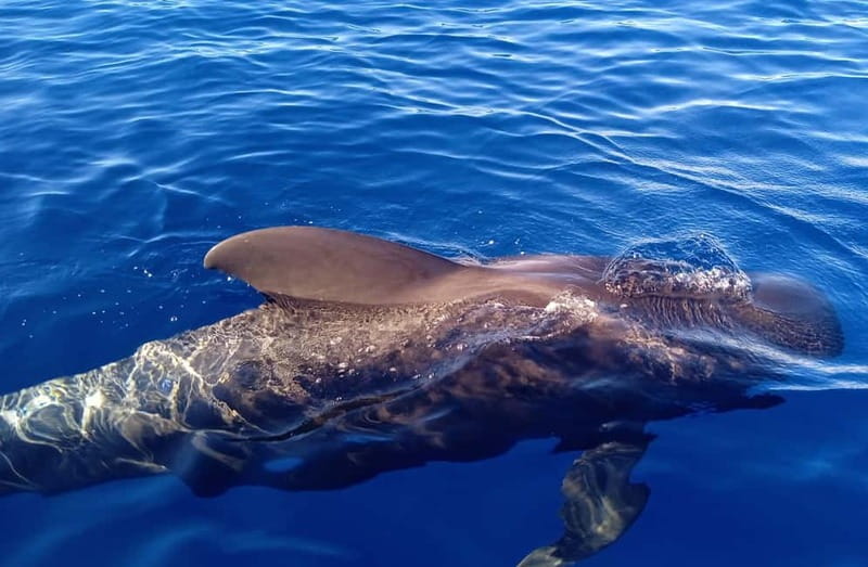 Private Charter Private Charter to see the whales - 3 Hours - Three hours looking for dolphins and whales