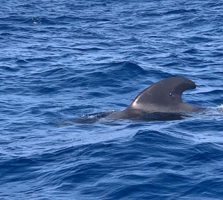 Private Charter Private Charter to see the whales - 3 Hours - My take on the value