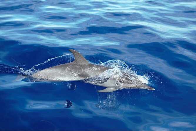 Private Dolphin and Whale Watching Tour in Madeira - Leaving Madeira behind for an Atlantic view