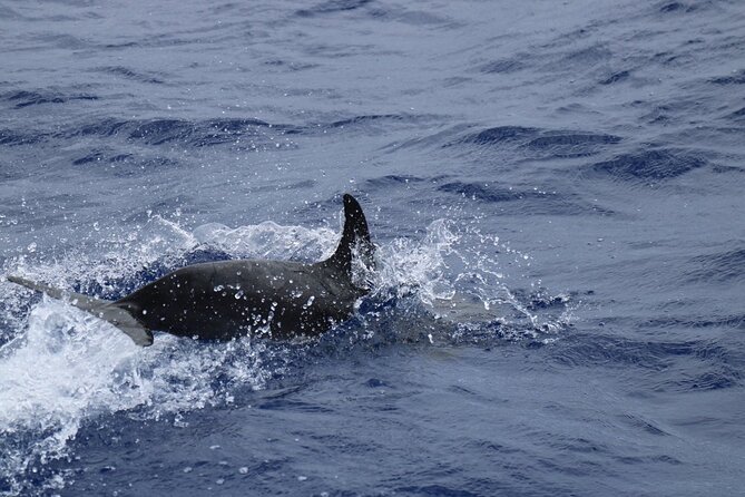 Private Dolphin and Whale Watching Tour in Madeira - Choosing the right departure time