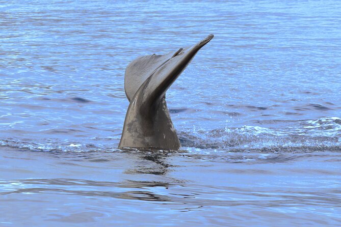 Private Dolphin and Whale Watching Tour in Madeira - Is the $592.56 group price good value?