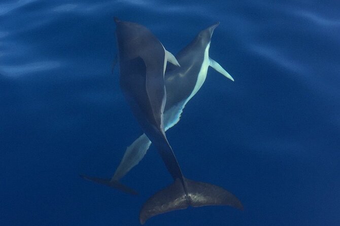 Private Dolphin and Whale Watching Tour in Madeira - Who will enjoy this private boat trip most?