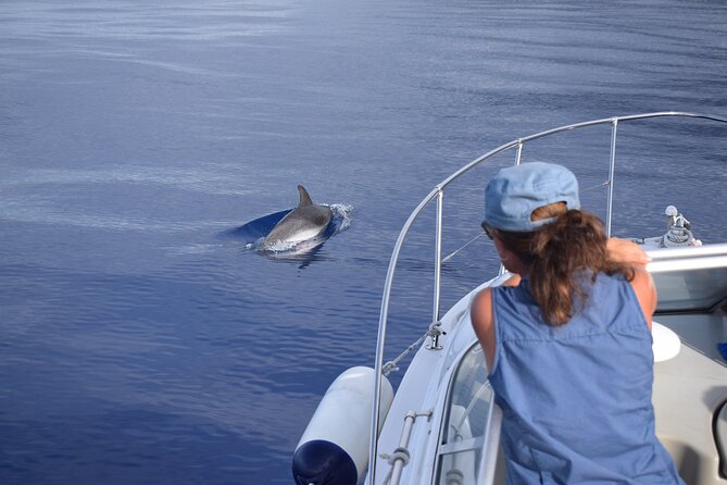 Private Dolphin and Whale Watching Tour in Madeira - Should you book the On Tales charter?