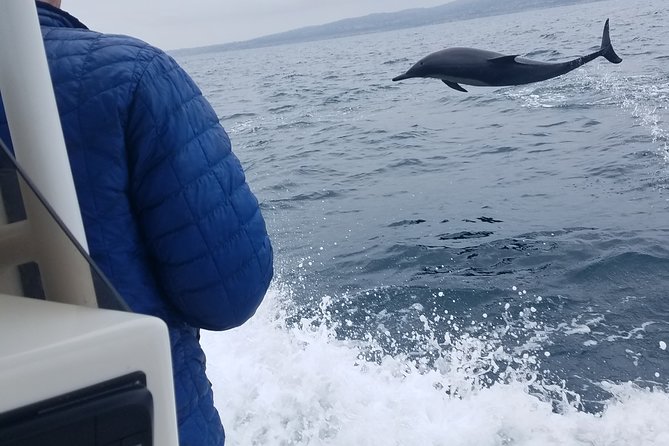Private Dolphin and Whale Watching Tour in Newport Beach - Why the small Surfrider makes a difference
