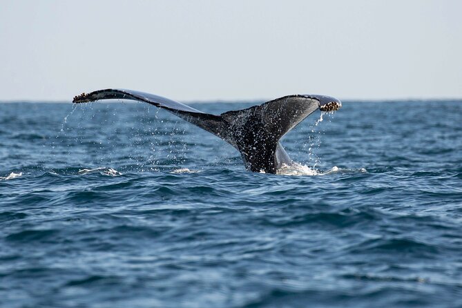 Private Dolphin and Whale Watching Tour in Newport Beach - Whales, sea lions, and less predictable sightings