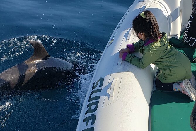 Private Dolphin and Whale Watching Tour in Newport Beach - What the $425 price buys your group