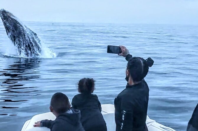 Private Dolphin and Whale Watching Tour in Newport Beach - Comfort, safety, and practical details