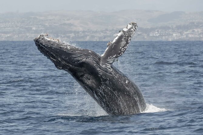 Private Dolphin and Whale Watching Tour in Newport Beach - Who will enjoy this Newport Beach tour most