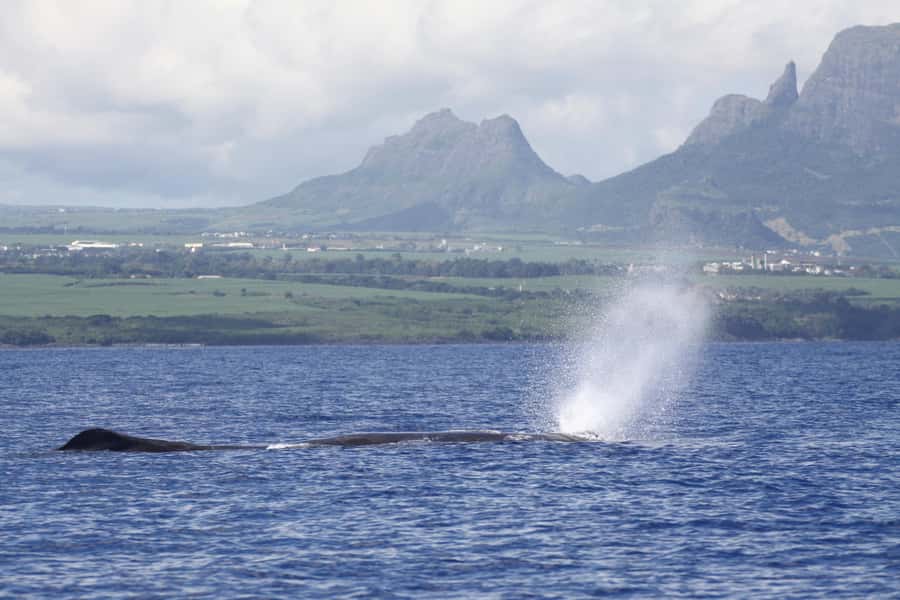 Private Dolphin Encounter and Whale Watching - Black River at 7:00 am