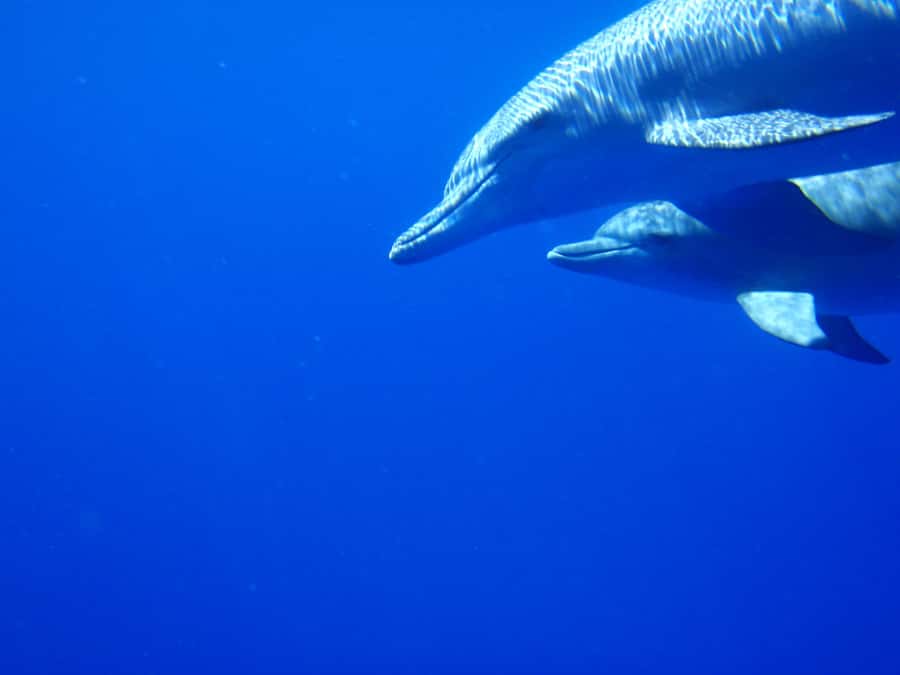 Private Dolphin Encounter and Whale Watching - Meeting dolphins in their own water