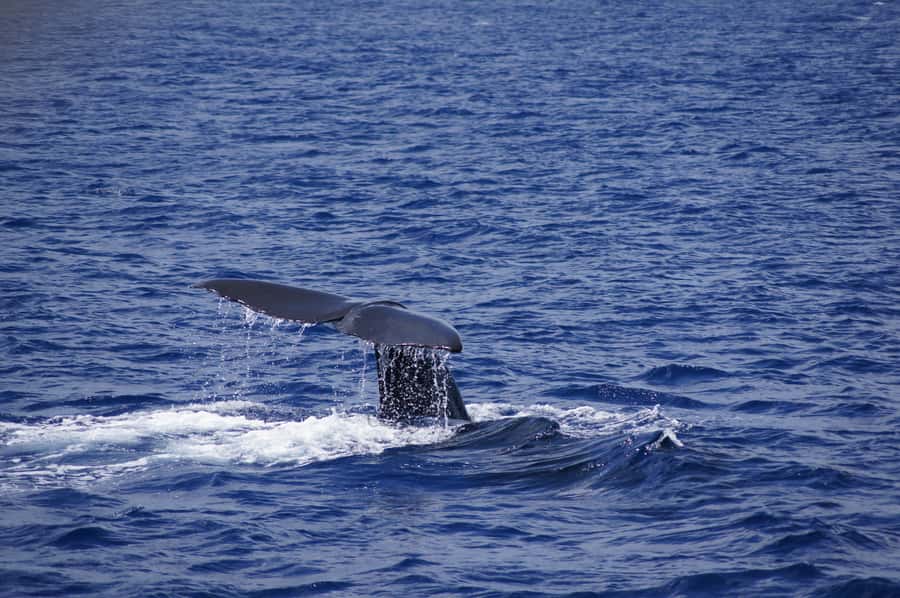 Private Dolphin Encounter and Whale Watching - Searching for whales off Mauritius