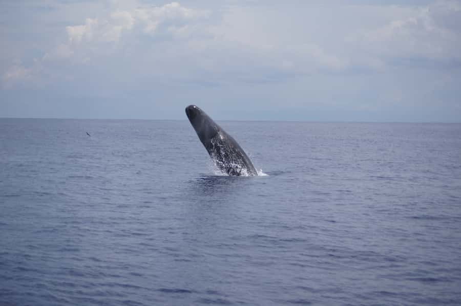 Private Dolphin Encounter and Whale Watching - What the private format really changes