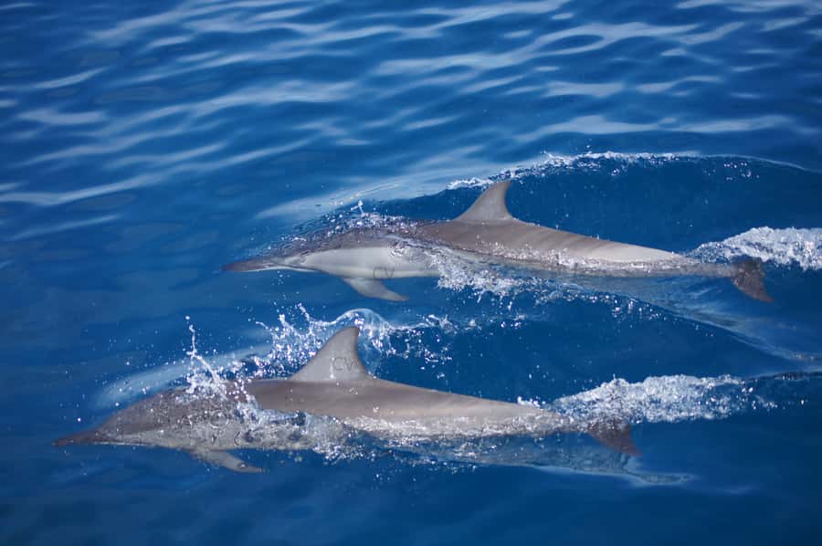 Private Dolphin Encounter and Whale Watching - Who will enjoy this Mauritius boat trip most?