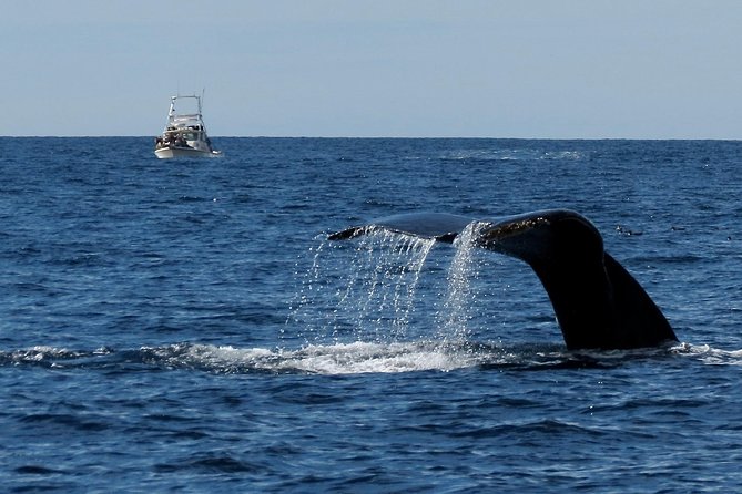 Private Family Whale & Dolphin Adventure in San Diego - A private boat makes this different