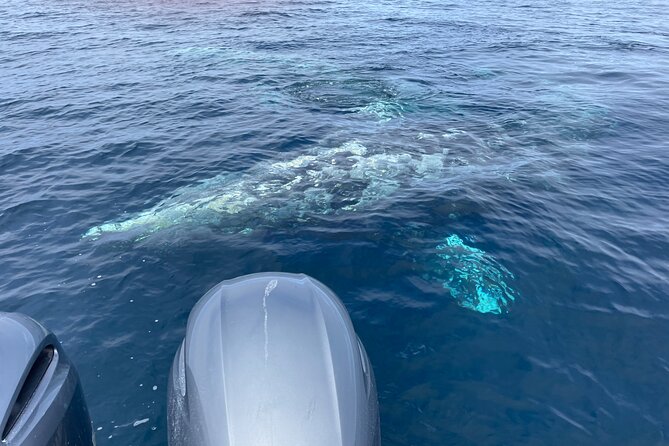 Private Family Whale & Dolphin Adventure in San Diego - Searching for dolphins and whales