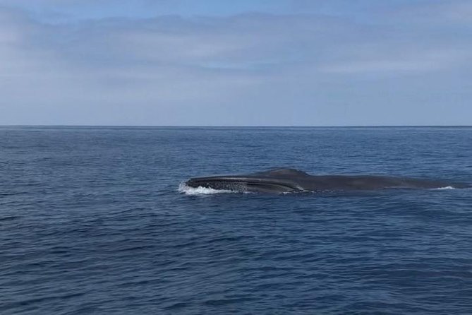 Private Family Whale & Dolphin Adventure in San Diego - What the observation tower adds