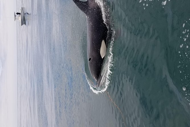 Private Family Whale & Dolphin Adventure in San Diego - Captain Rich’s role on the trip