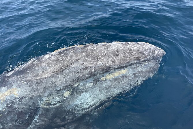 Private Family Whale & Dolphin Adventure in San Diego - The honest downside: rough water and seasickness