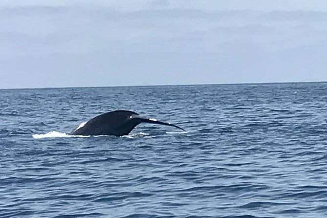 Private Family Whale & Dolphin Adventure in San Diego - How much value do you get for $179?