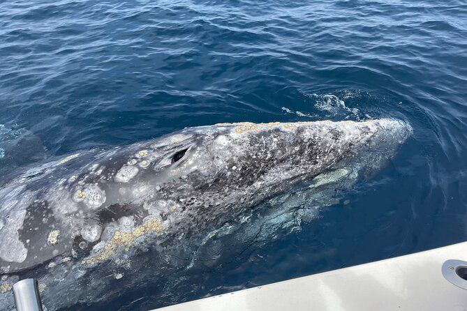 Private Family Whale & Dolphin Adventure in San Diego - Who will enjoy this most