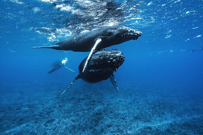 Private Half Day Whale Watching Tour - Why six people makes a real difference