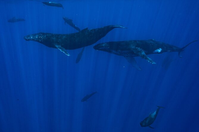 Private Half Day Whale Watching Tour - Entering the water, with sensible expectations