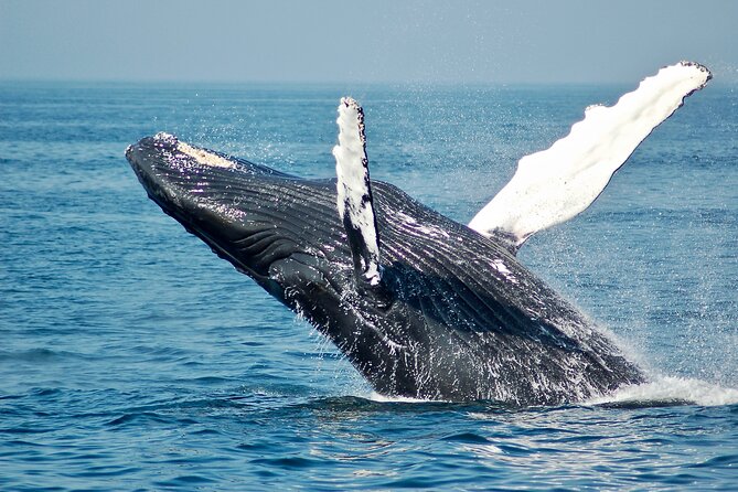 Private Half Day Whale Watching Tour - The August to November whale season