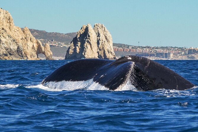 Private Humpback Whale Watching in Cabo San Lucas - Key points at a glance