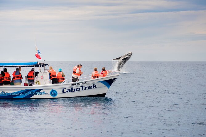 Private Humpback Whale Watching in Cabo San Lucas - Why this private Cabo boat trip makes sense