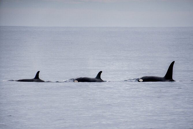Private Humpback Whale Watching in Cabo San Lucas - Searching for humpback and gray whales