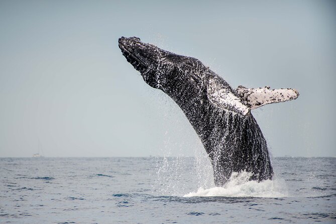 Private Humpback Whale Watching in Cabo San Lucas - What the $699 private price really buys