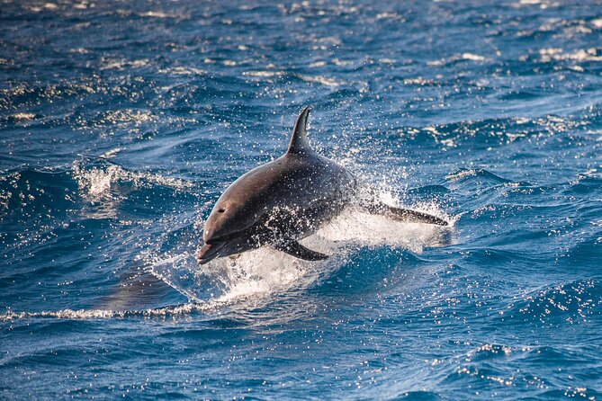 Private Humpback Whale Watching in Cabo San Lucas - Who will enjoy this Cabo whale tour most