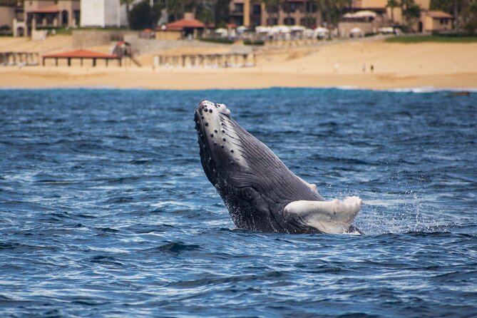 Private Humpback Whale Watching in Cabo San Lucas - Timing, booking, and cancellation details