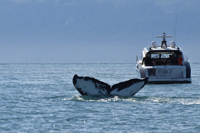 Private Luxury Whale Watch - A private start from your ship or hotel