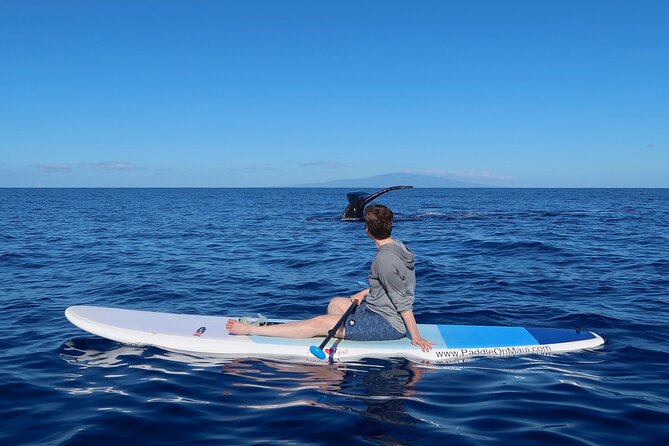 Private Paddleboard (SUP) Whale Watch: All Skill Levels Welcome - Why a paddleboard changes whale watching