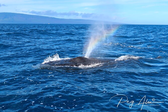 Private Paddleboard (SUP) Whale Watch: All Skill Levels Welcome - Paddling the Wailea-Makena coast