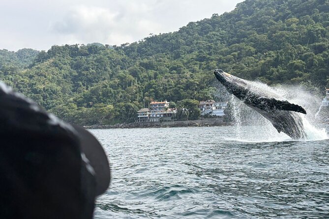 Private Tour 3 Hours of Whale Watching - Key points to know before booking