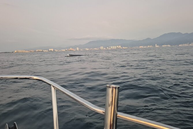 Private Tour 3 Hours of Whale Watching - Leaving Los Peines dock and finding the right meeting point
